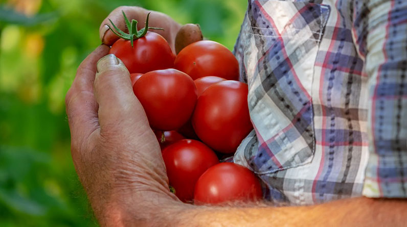 10 Easy Steps to Starting Your Own Organic Vegetable Garden