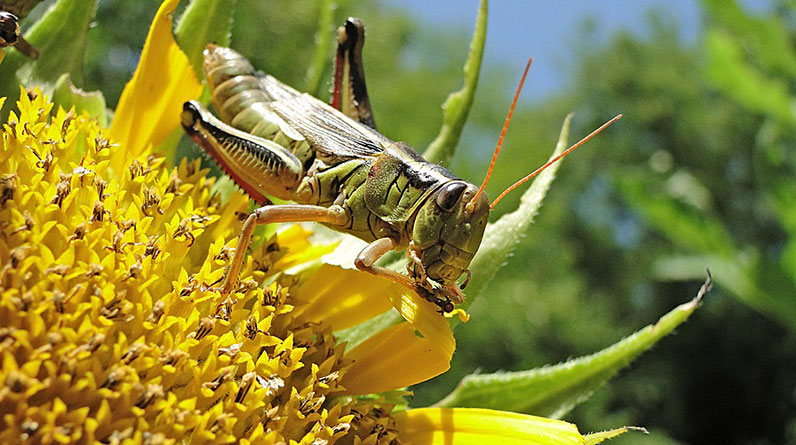 Protecting-Your-Organic-Garden-from-Pests-and-Diseases