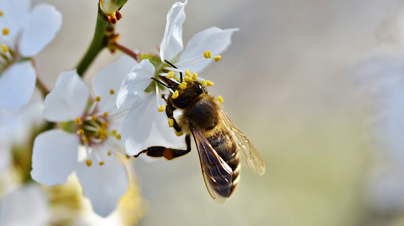 The Benefits of Attracting Pollinators to Your Organic Garden